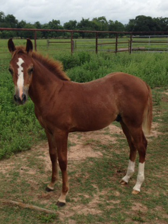 Horse Information