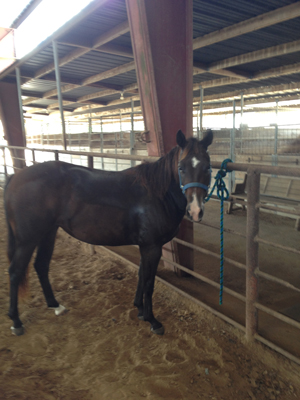 Horse Information