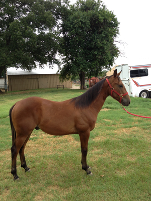 Horse Information