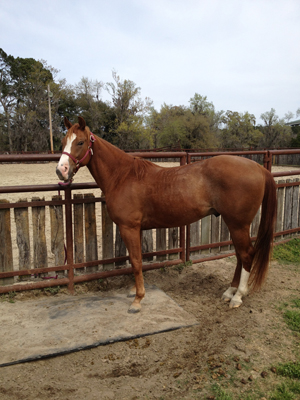 Horse Information